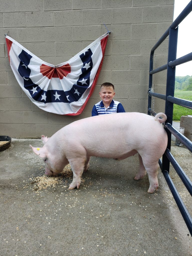 Livestock auction pig