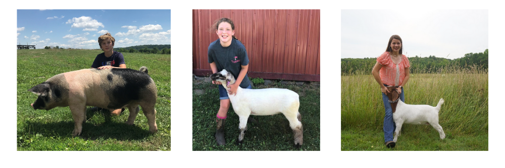 Livestock auction youth